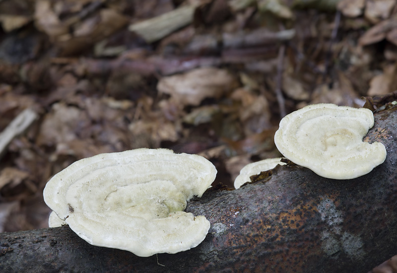 Trametes hirsuta